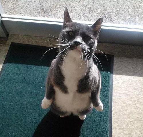 专业吃瓜猫,揭秘娱乐圈幕后真相