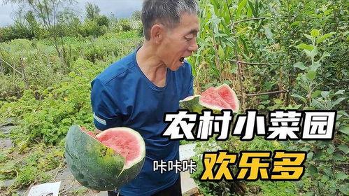 没有瓜吃的日子里,没有瓜吃的日子里的生活记忆