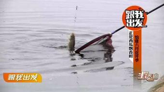 吃瓜鱼塘,一场网络热点的狂欢与反思