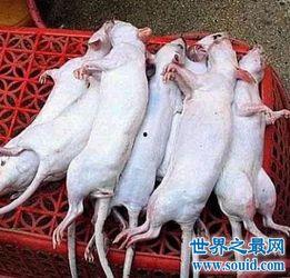 老鼠也吃瓜群众,老鼠视角下的瓜群众众生相