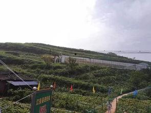 徐水吃瓜最新事件