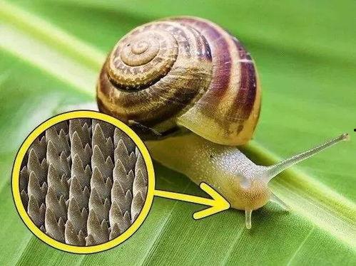 蜗牛视频吃瓜视频下载,揭秘热门短视频平台的便捷下载攻略