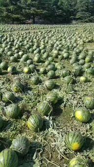 震惊真实吃瓜事件,背后真相令人咋舌