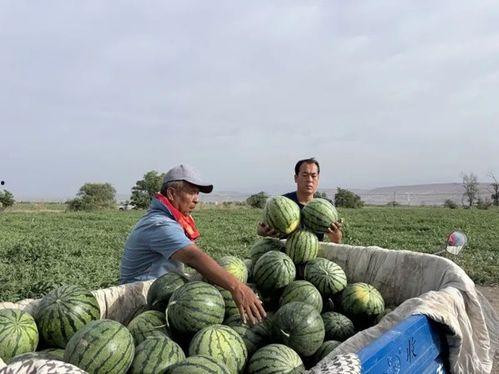 颍上吃瓜,揭秘当地特色美食背后的故事