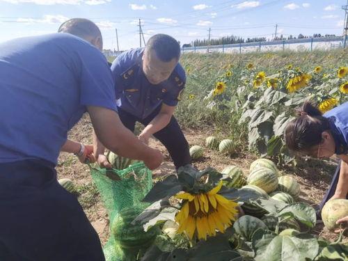 乌海的吃瓜事件,一场网络狂欢背后的真相与反思
