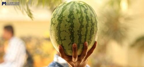 吃瓜最新事件介绍,吃瓜群众聚焦最新事件揭秘