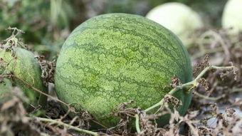 兰州某校吃瓜,揭秘校园里的“瓜田”风云