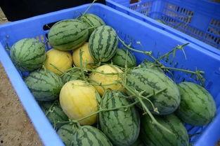 博雅吃瓜q群,揭秘网络社交圈的趣味与争议