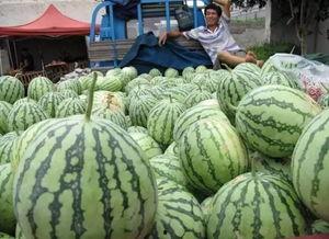 吃瓜号极速版,揭秘娱乐圈幕后真相，带你畅游八卦海洋