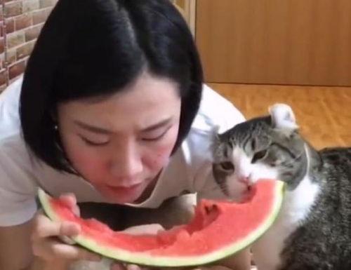 吃瓜的喵们,揭秘喵界八卦风云