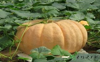 吃瓜胃胀吗,了解瓜类食物对胃部的影响