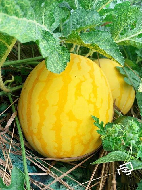 海誓瓜怎么吃,解锁夏日清新美味