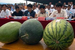 孟庄吃瓜,一场别开生面的吃瓜盛宴