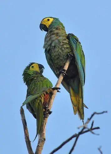 金刚鹦鹉吃瓜,金刚鹦鹉的夏日瓜果盛宴