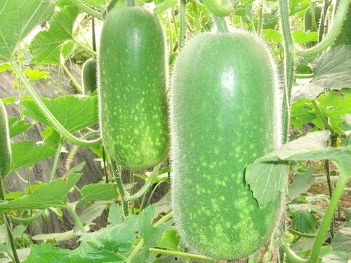 吃瓜图像,揭秘网络热议背后的众生相