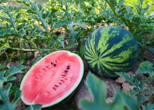 从吃瓜开始吃过哪些瓜,盘点我吃过的那些瓜