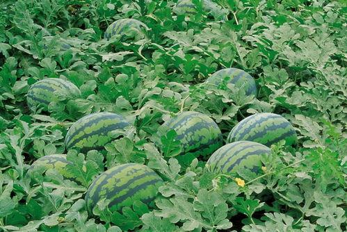 天仙吃瓜爆料图片,揭秘娱乐圈幕后真相