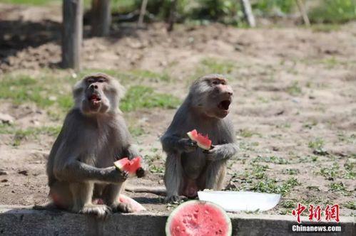 动物吃瓜视频,动物们的“吃瓜”大作战