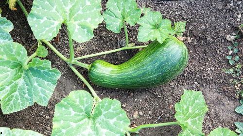 瓠瓜囊可以吃吗,美味与营养的双重享受