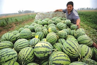 卖肉的吃瓜,吃瓜群众变身肉摊老板的奇幻之旅