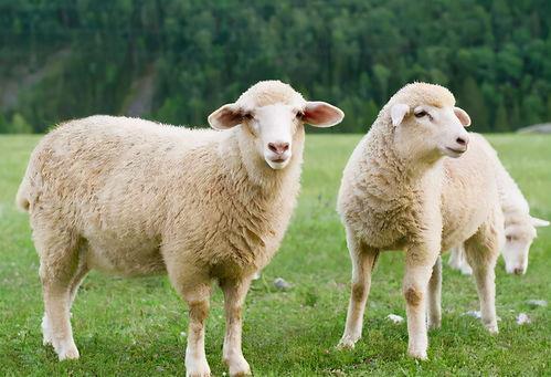 吃瓜羊崽大号,网络红人的崛起之路