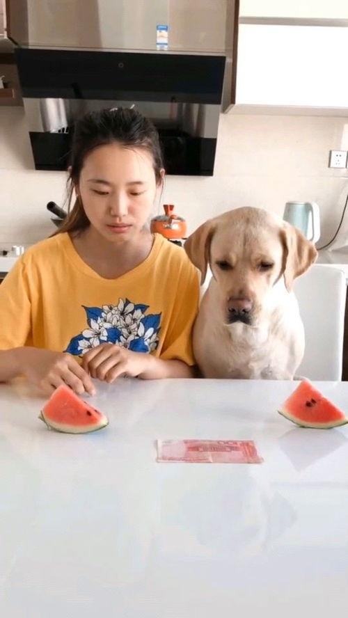 动画吃瓜比赛视频,一场别开生面的吃瓜比赛大揭秘