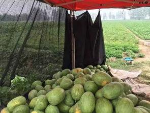 花田月下吃大瓜